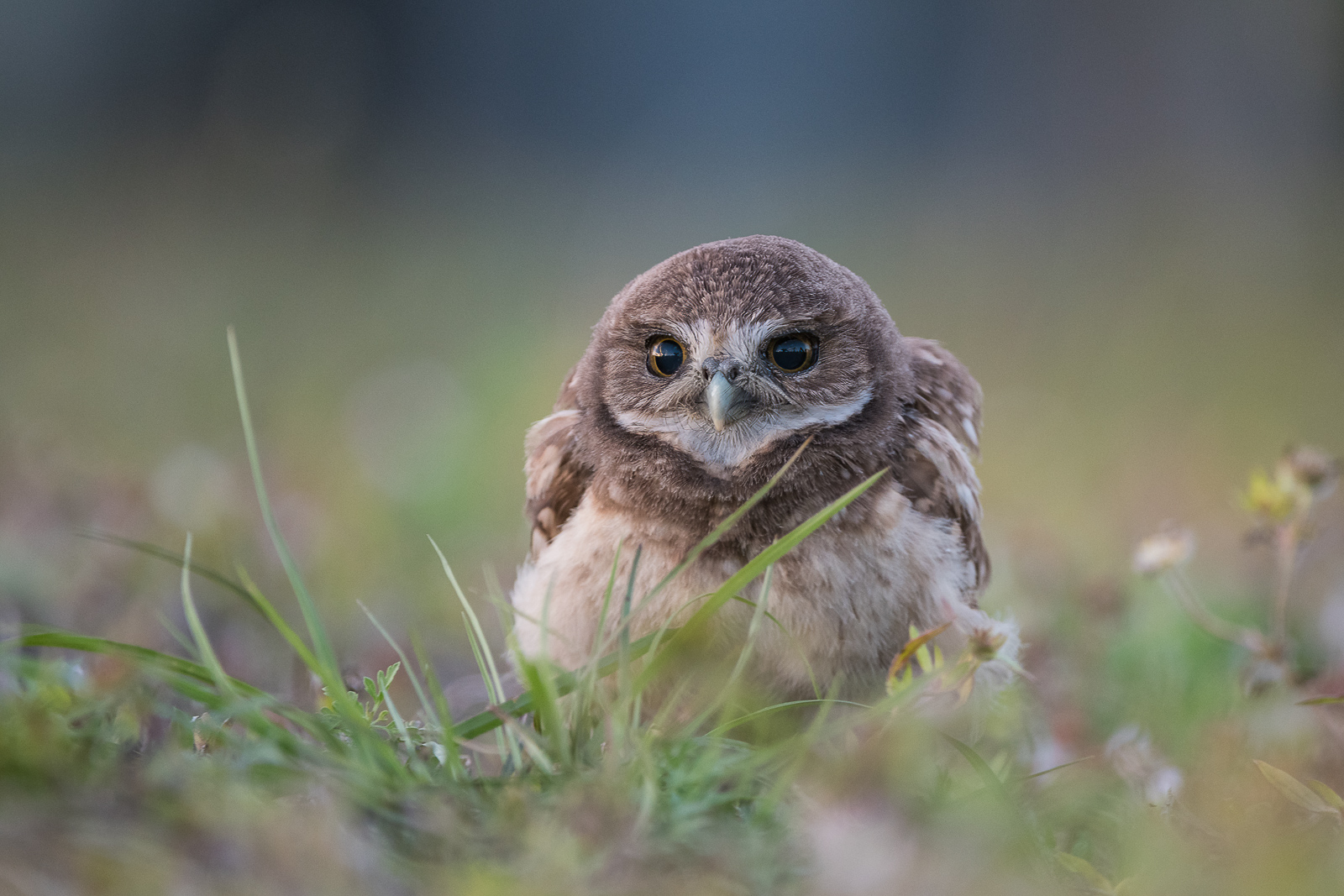 Burrowing Owl, Florida