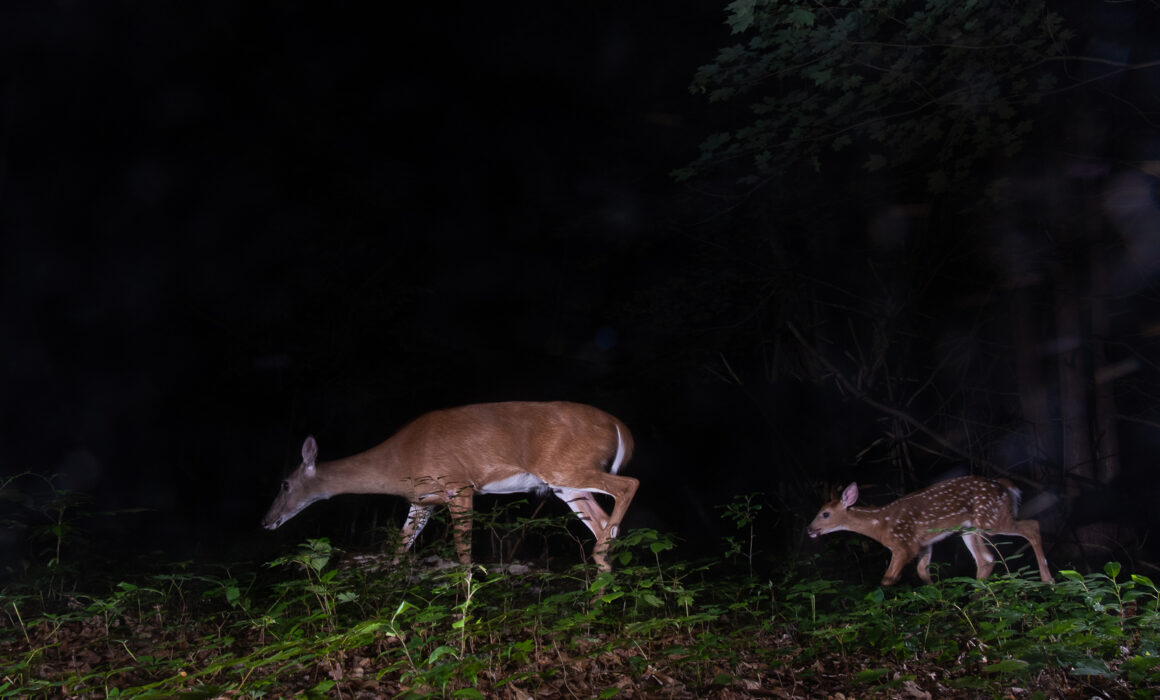 White-Tailed Deer, Farmington, Connecticut