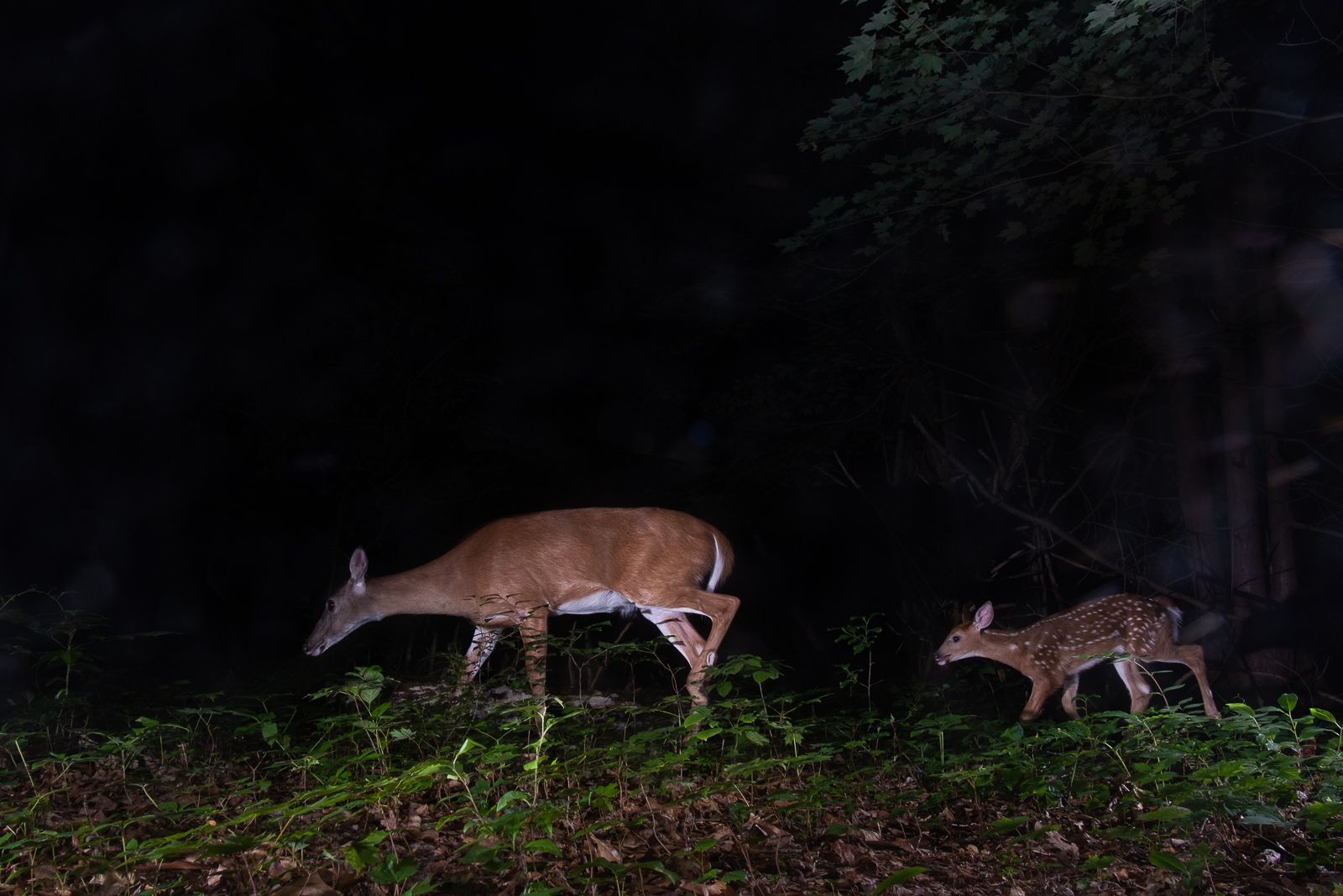 White-Tailed Deer, Farmington, Connecticut