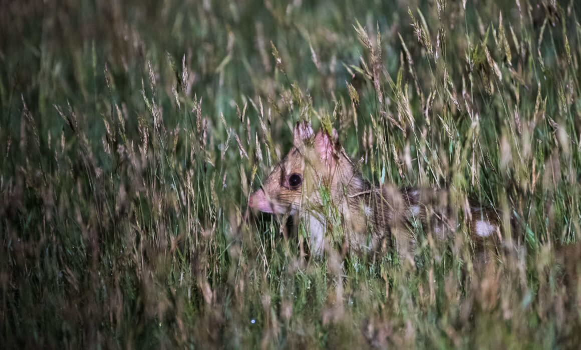 Eastern Quoll, Tasmania, Australia