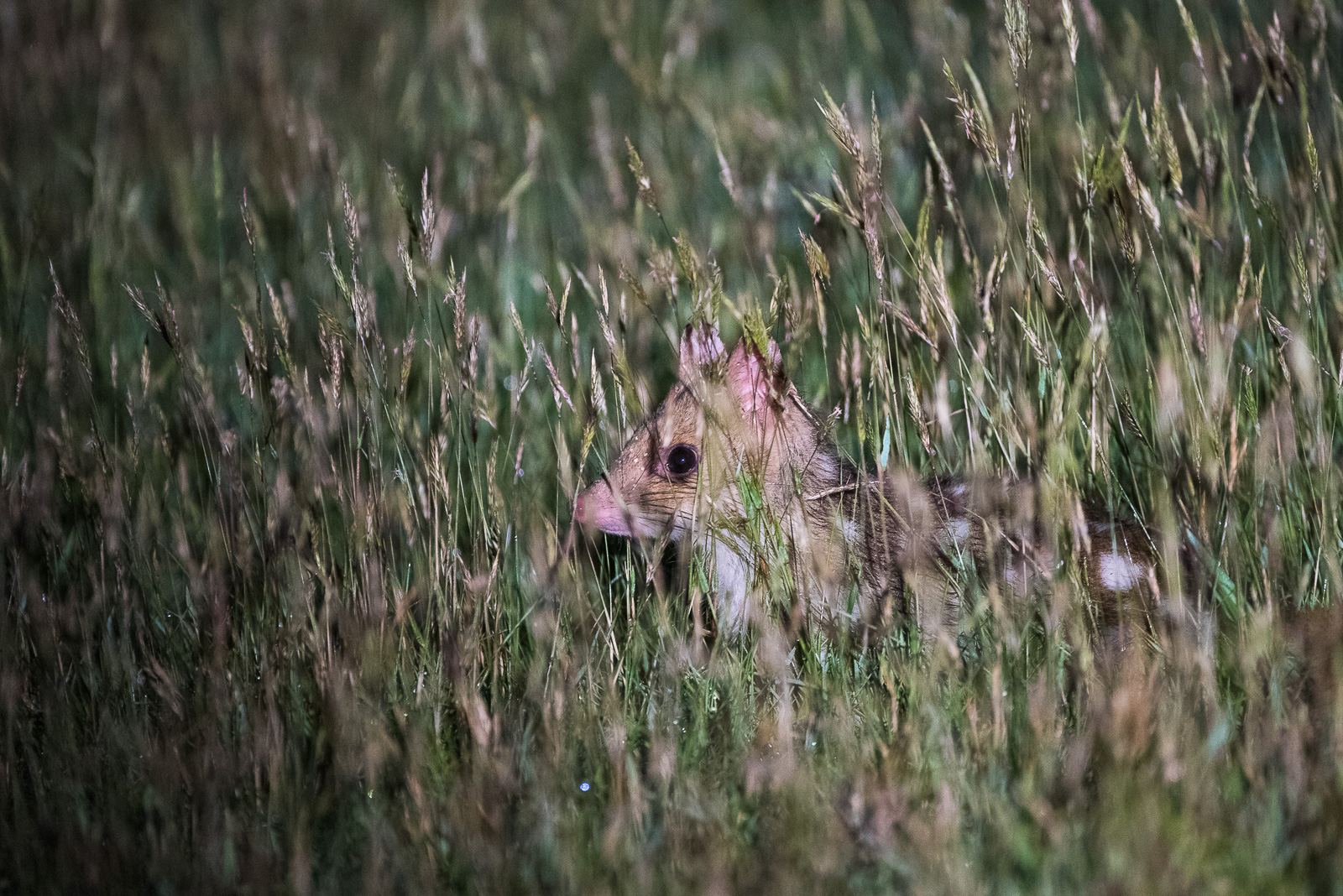 Eastern Quoll, Tasmania, Australia