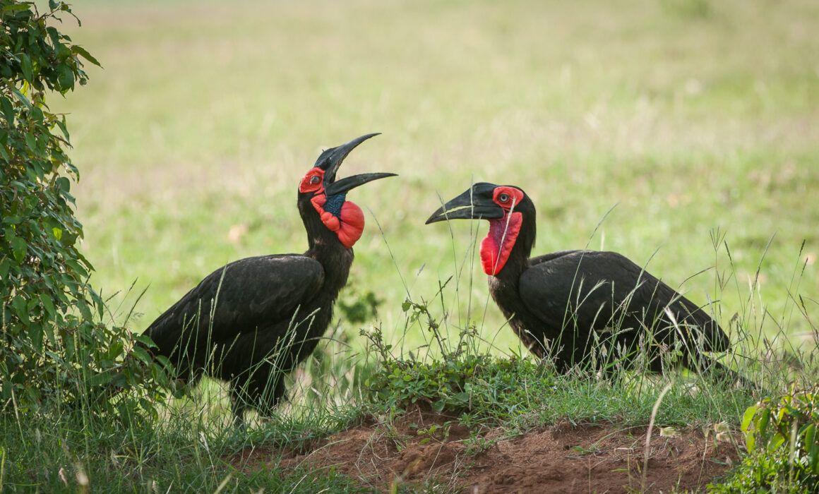 Ground Hornbills, Masai Mara, Kenya