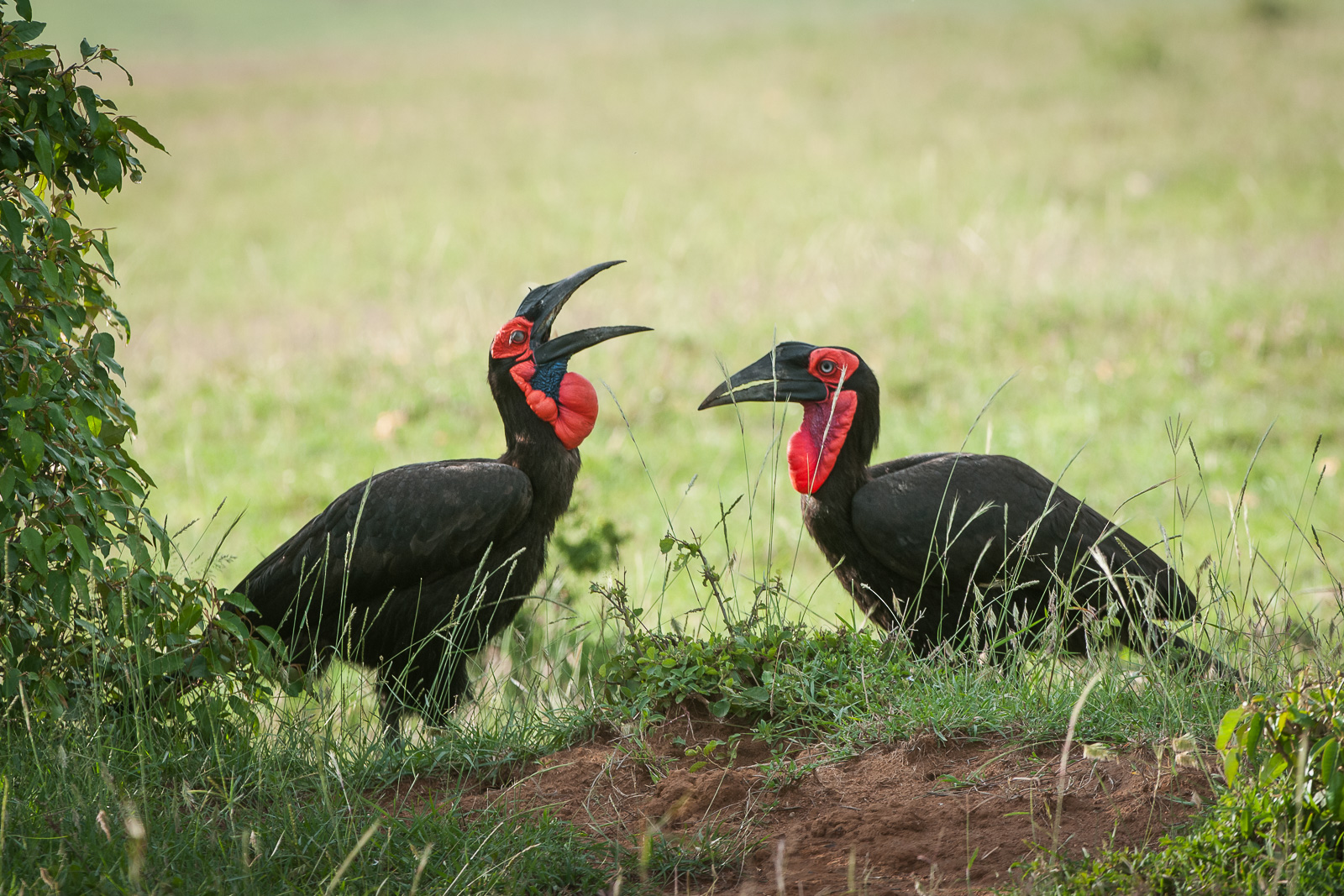 Ground Hornbills, Masai Mara, Kenya