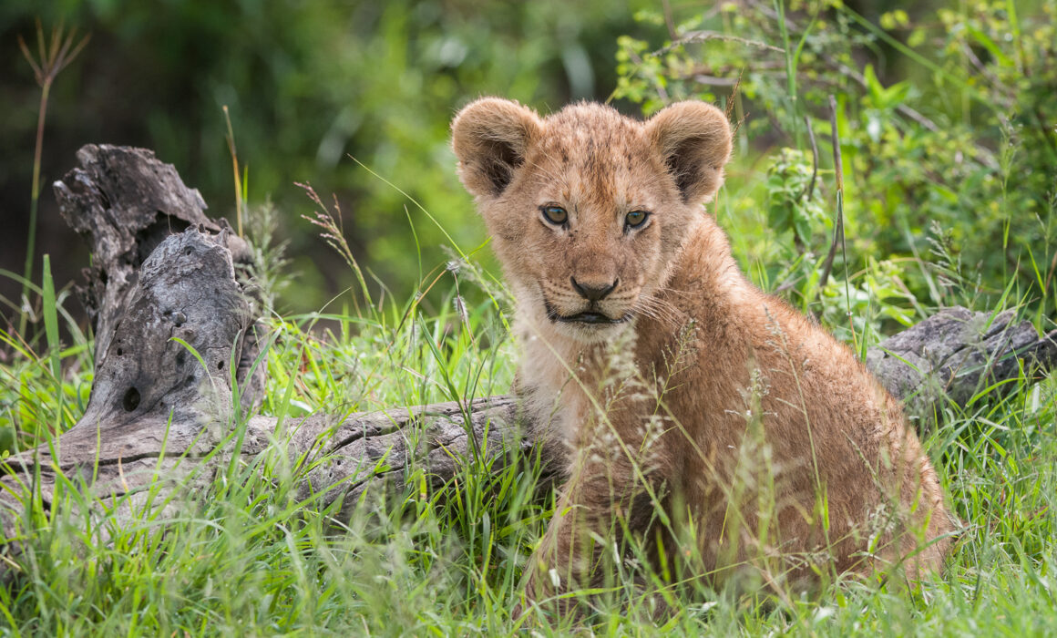 Lion Cub, Masai Mara, Kenya