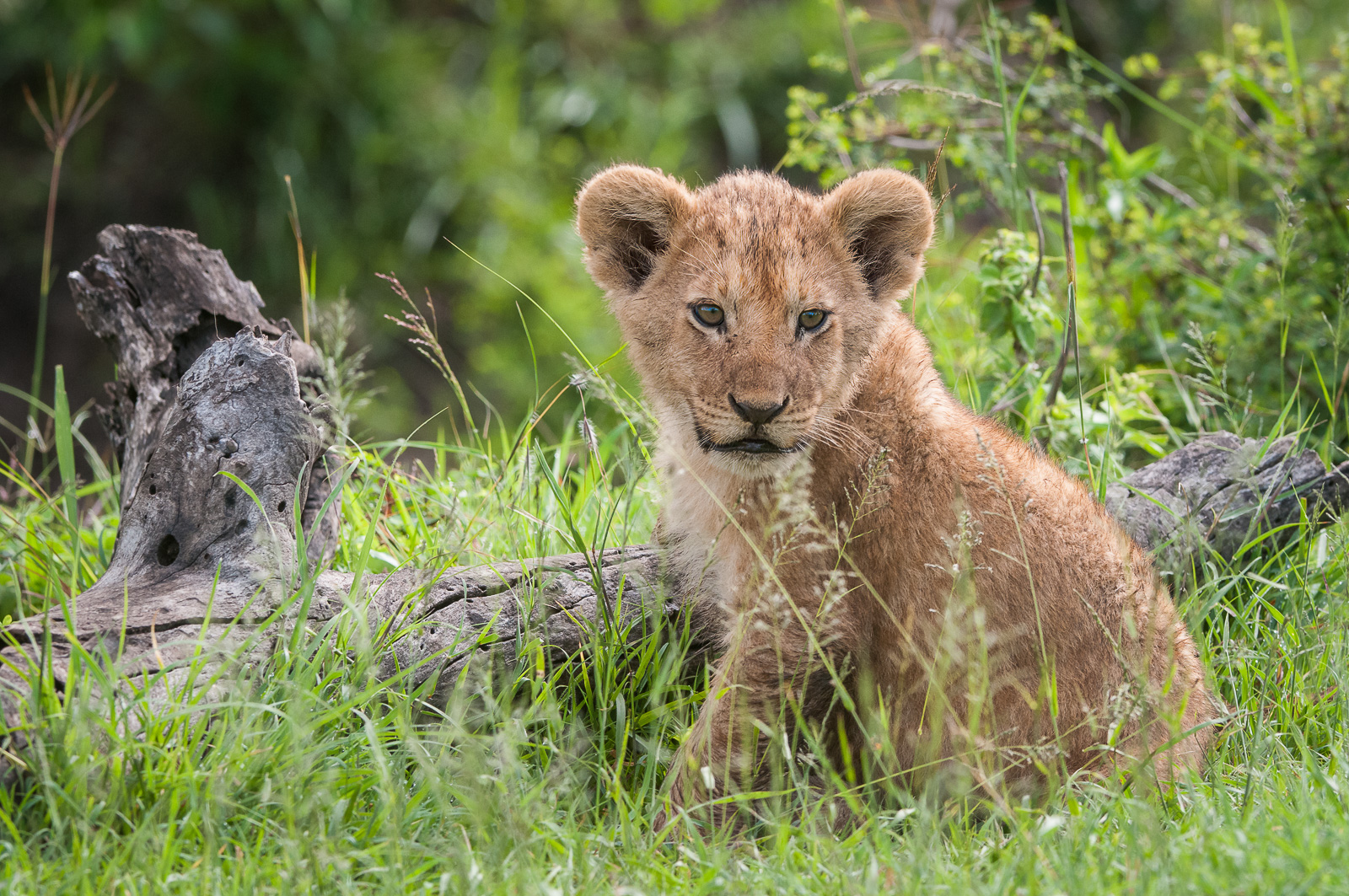 Lion Cub, Masai Mara, Kenya