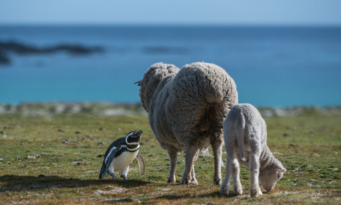Magellanic Penguin and Sheep, Volunteer Point, Falkland Islands