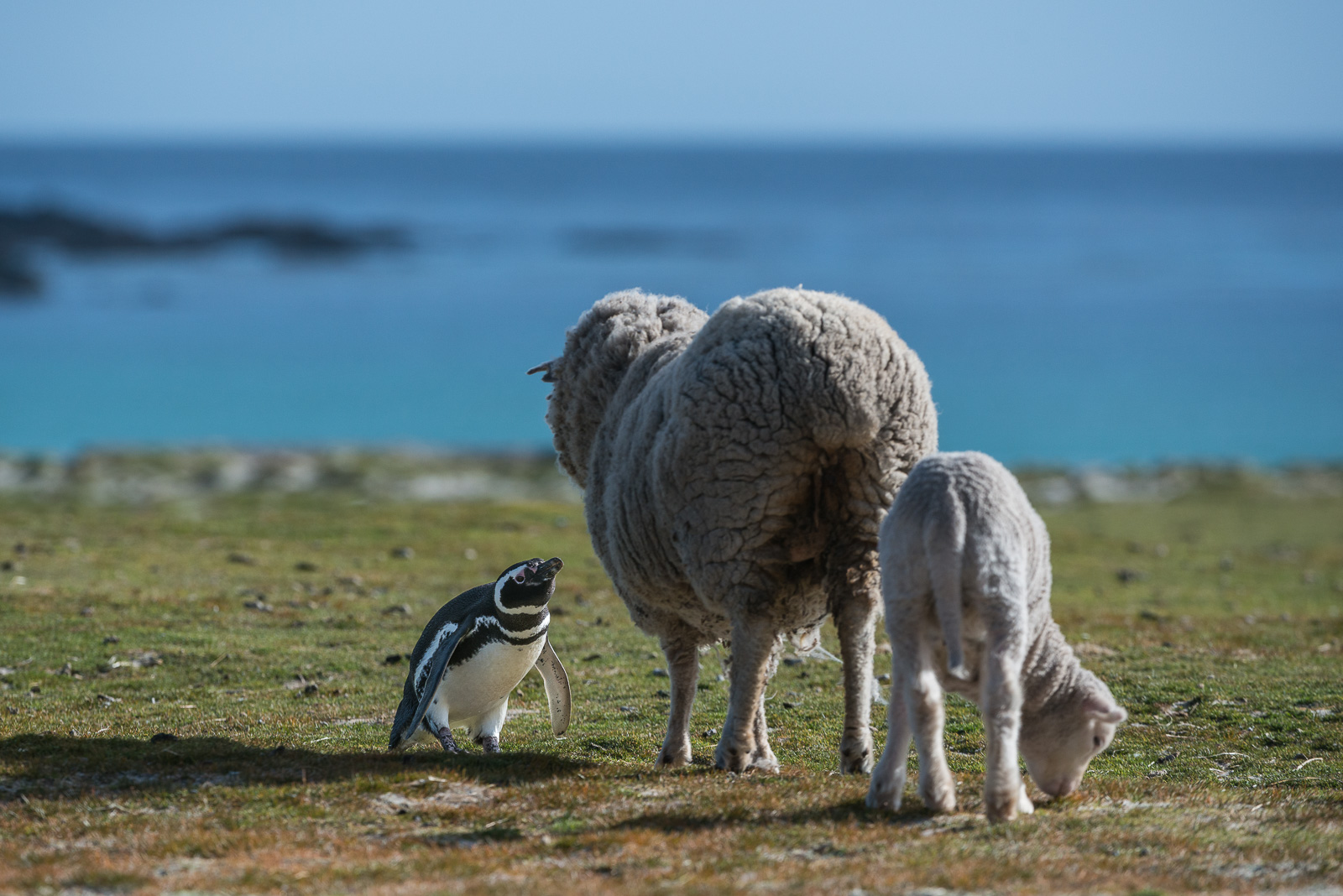 Magellanic Penguin and Sheep, Volunteer Point, Falkland Islands