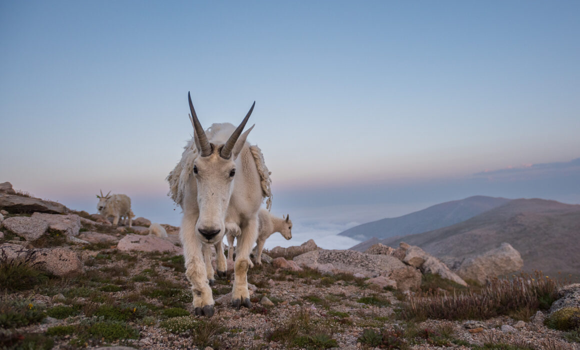Mountain Goats, Colorado