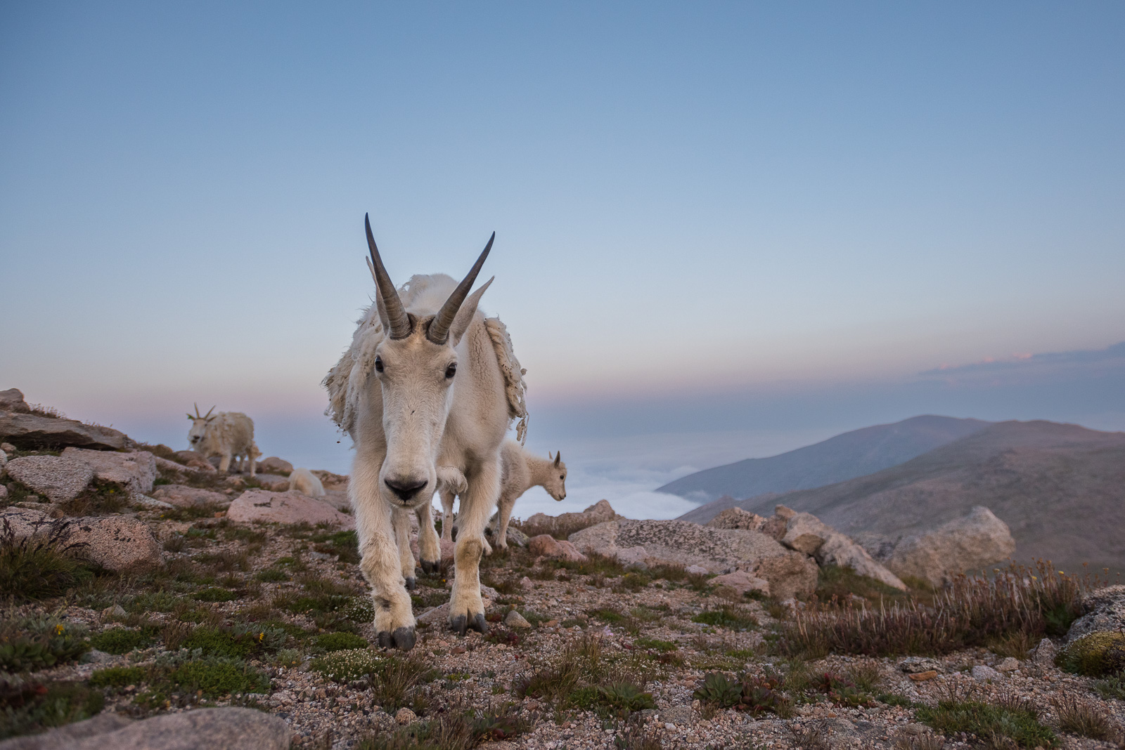 Mountain Goats, Colorado