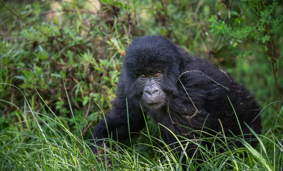 Mountain Gorilla, Mgahinga National Park, Uganda
