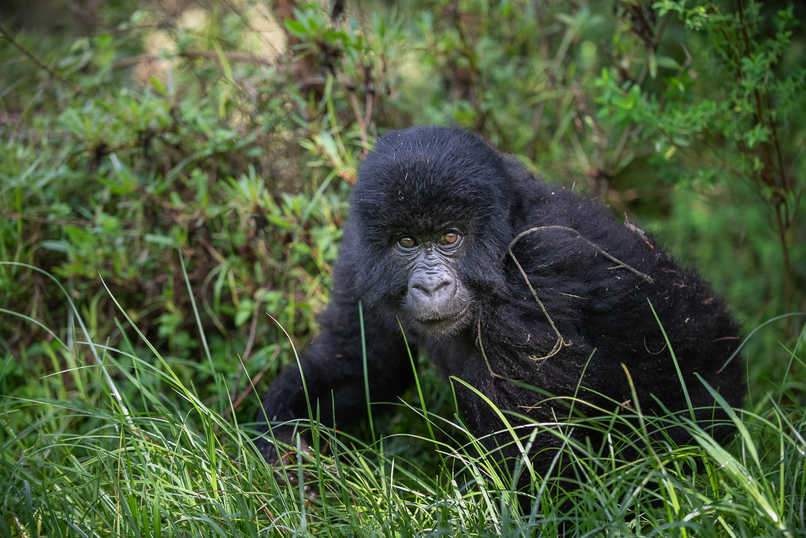 Mountain Gorilla, Mgahinga National Park, Uganda