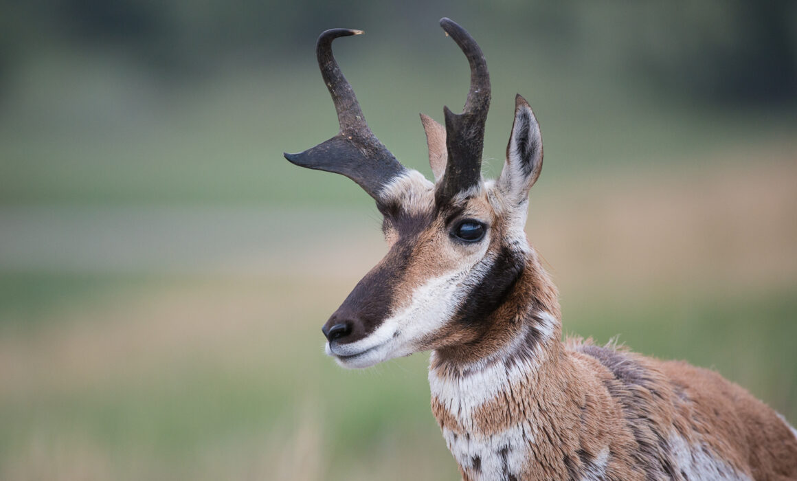 Male Pronghorn, Wind Cave National Park, South Dakota