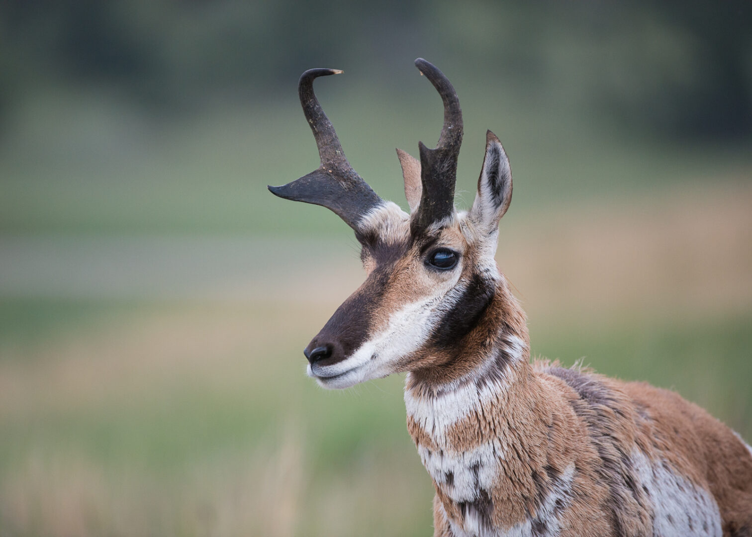 Male Pronghorn, Wind Cave National Park, South Dakota