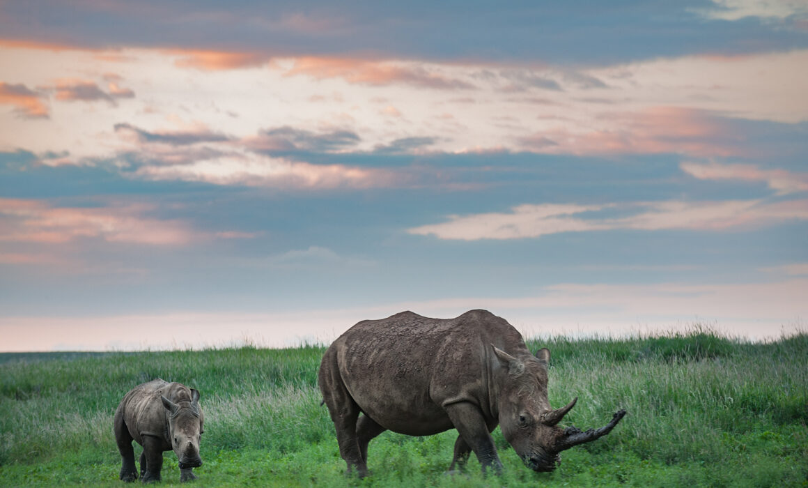 White Rhinoceros, Lewa, Kenya