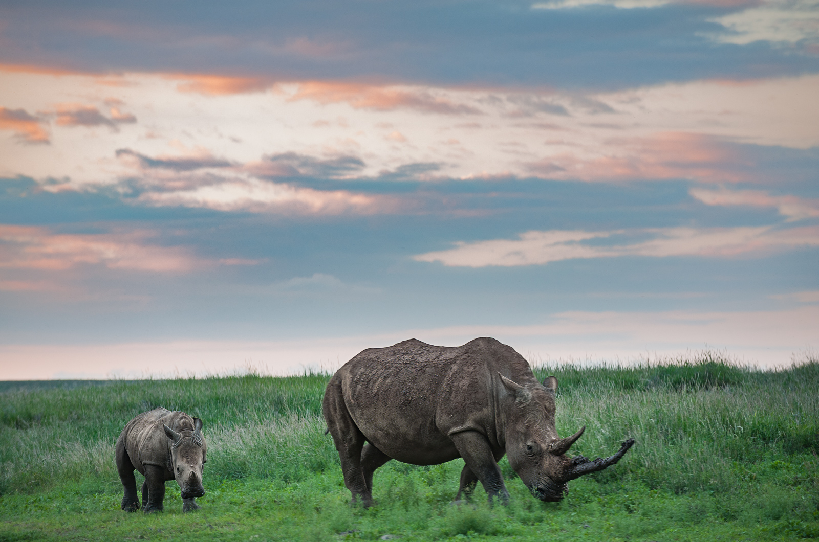 White Rhinoceros, Lewa, Kenya