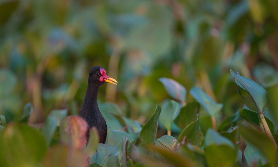 Wattled Jacana, Pantanal, Brazil