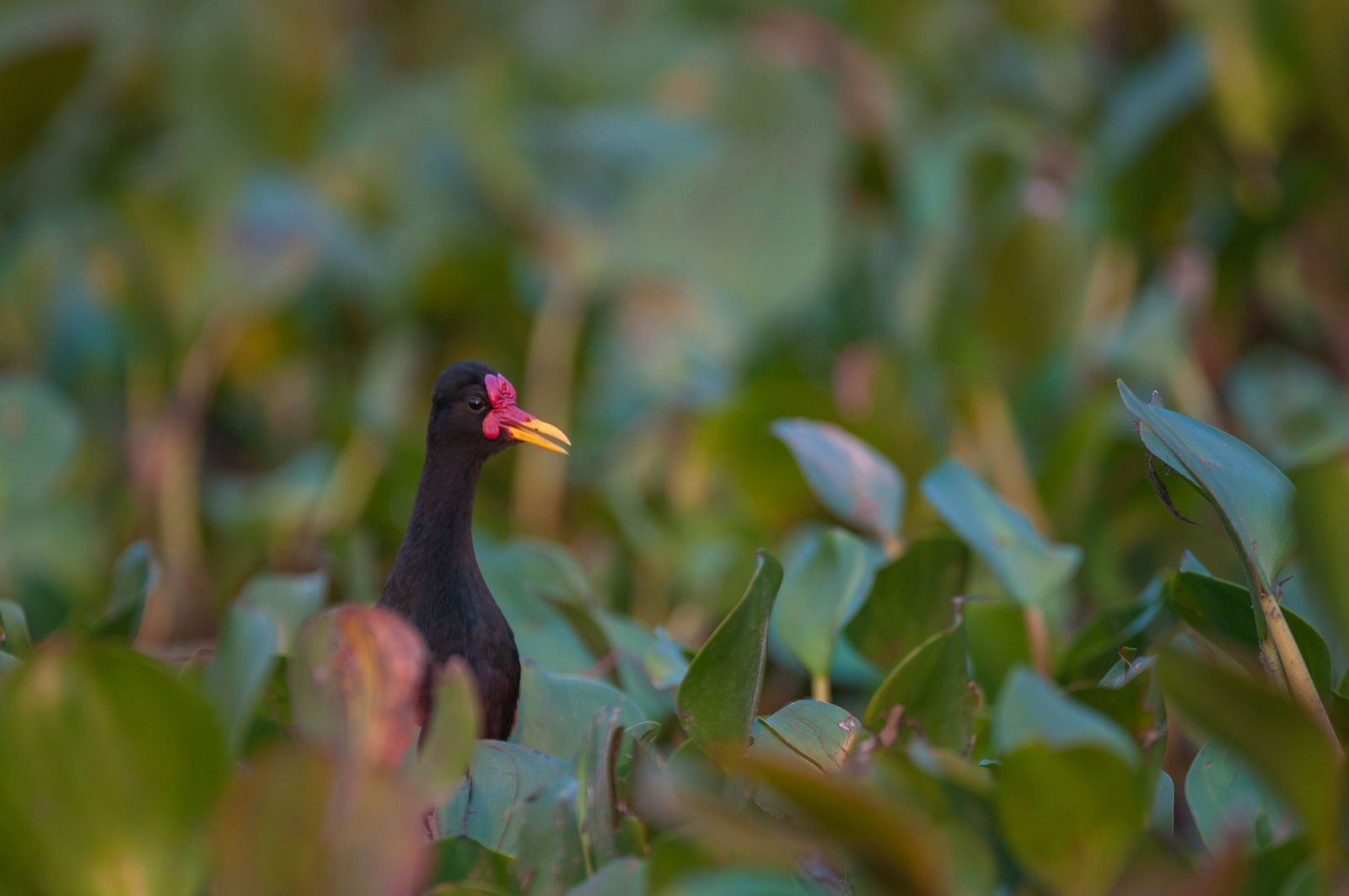 Wattled Jacana, Pantanal, Brazil