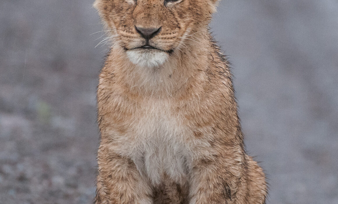 Portrait of a Young Lion, Laikipia, Kenya