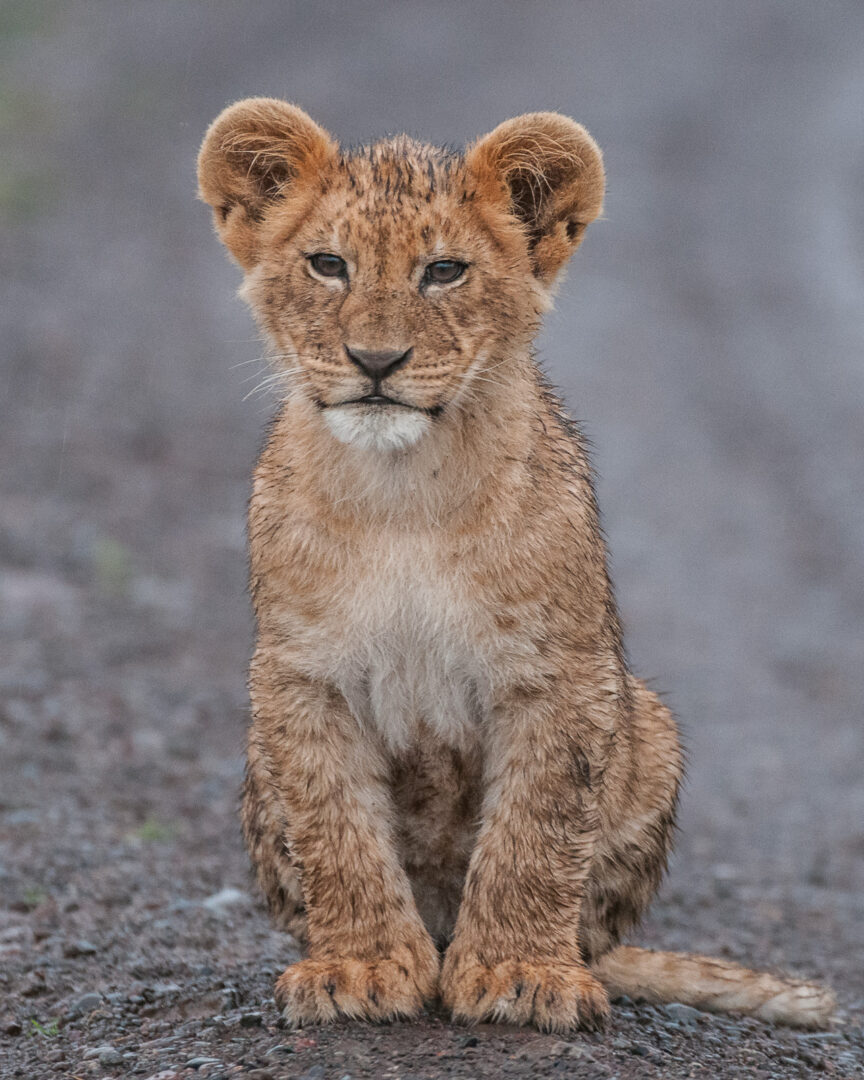 Portrait of a Young Lion, Laikipia, Kenya