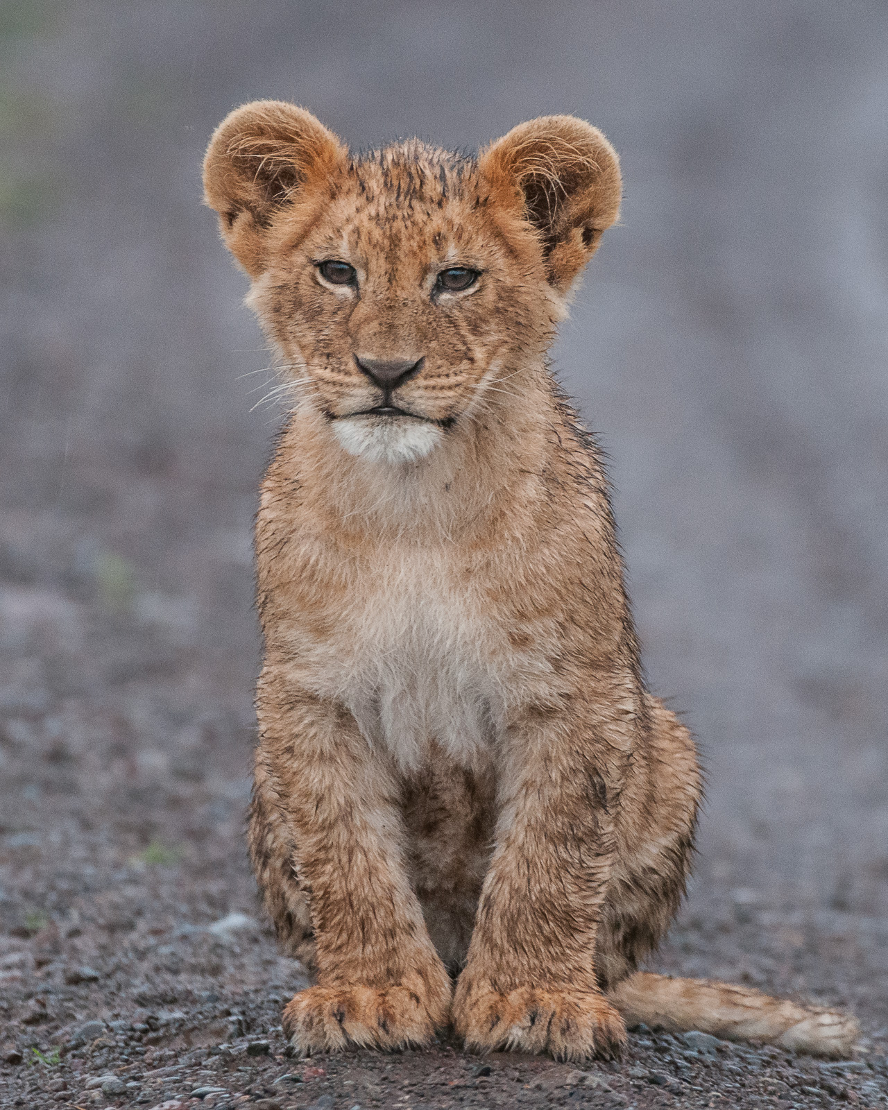 Portrait of a Young Lion, Laikipia, Kenya