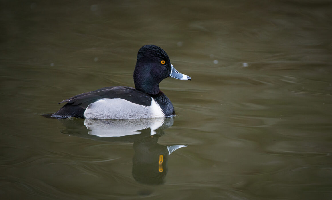 Barrows Goldeneye, British Columbia, Canada