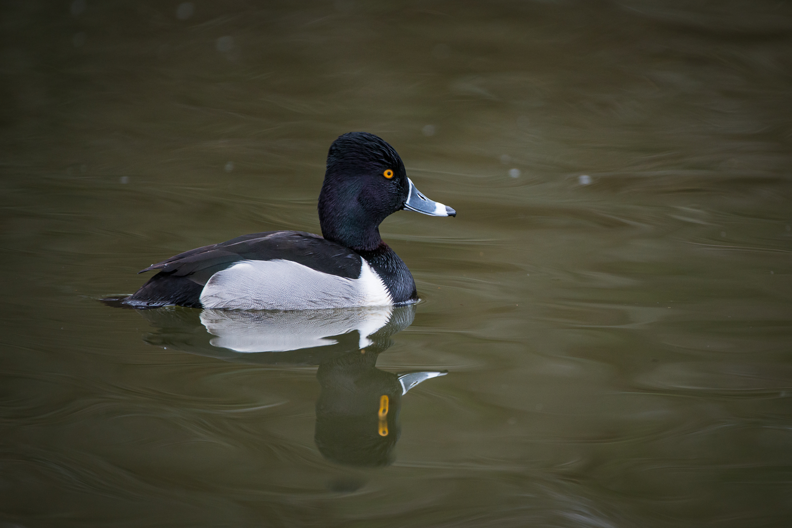 Barrows Goldeneye, British Columbia, Canada