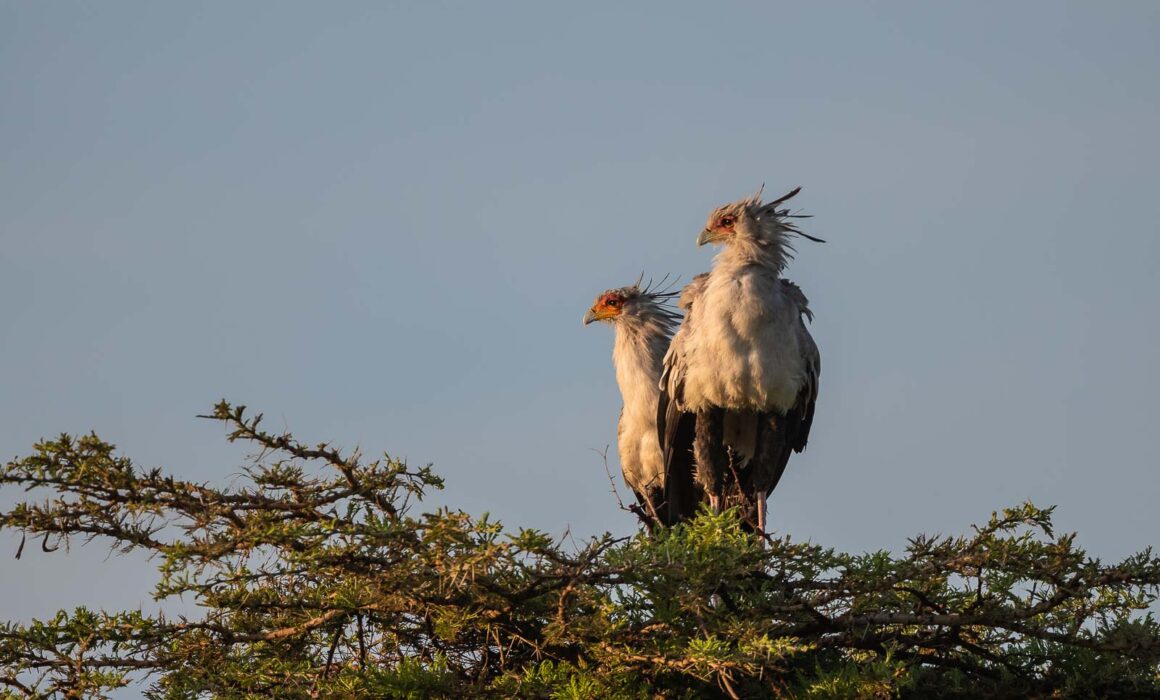 Secretary Birds, Masai Mara, Kenya