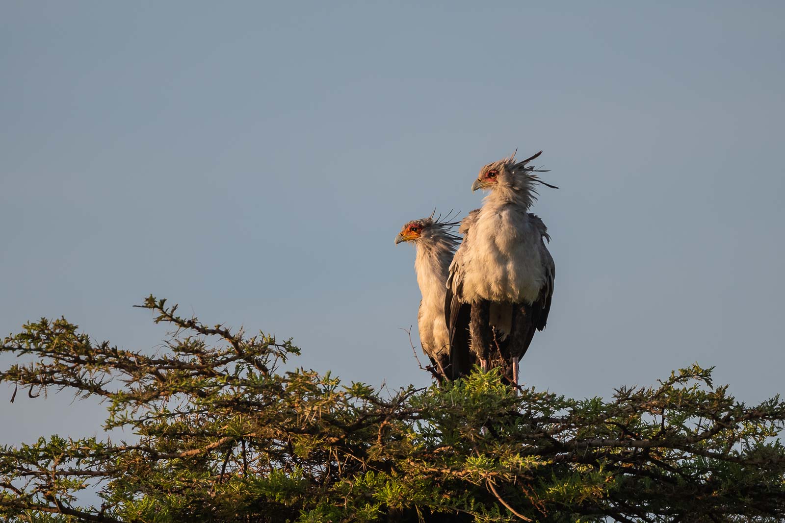 Secretary Birds, Masai Mara, Kenya