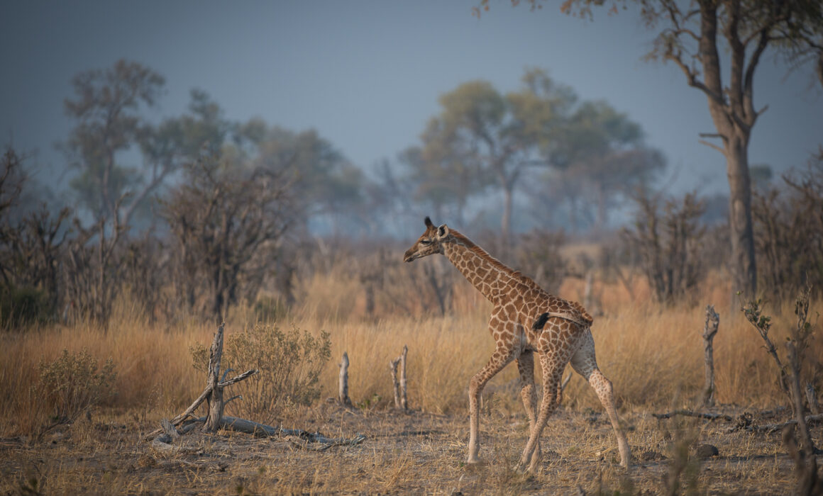 Baby Giraffe, Linyanti, Botswana