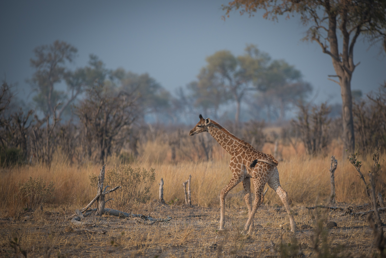 Baby Giraffe, Linyanti, Botswana