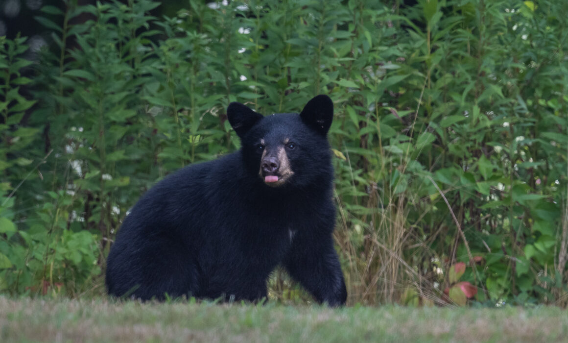 Black Bear Cub, Farmington, Connecticut