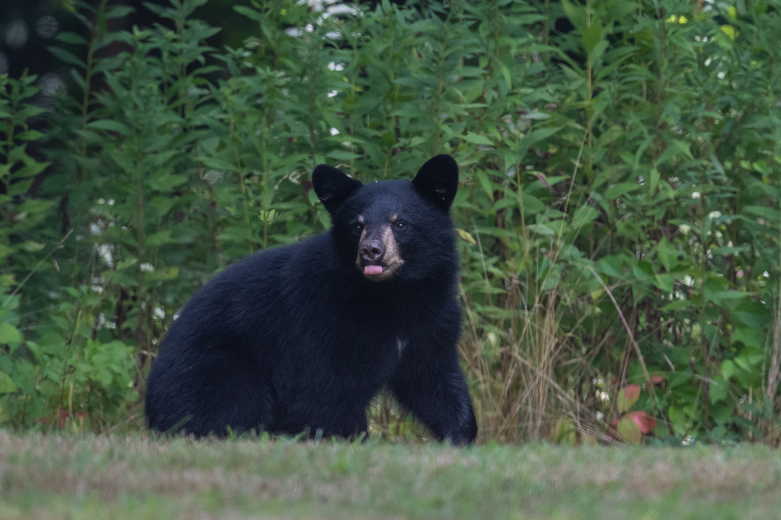 Black Bear Cub, Farmington, Connecticut