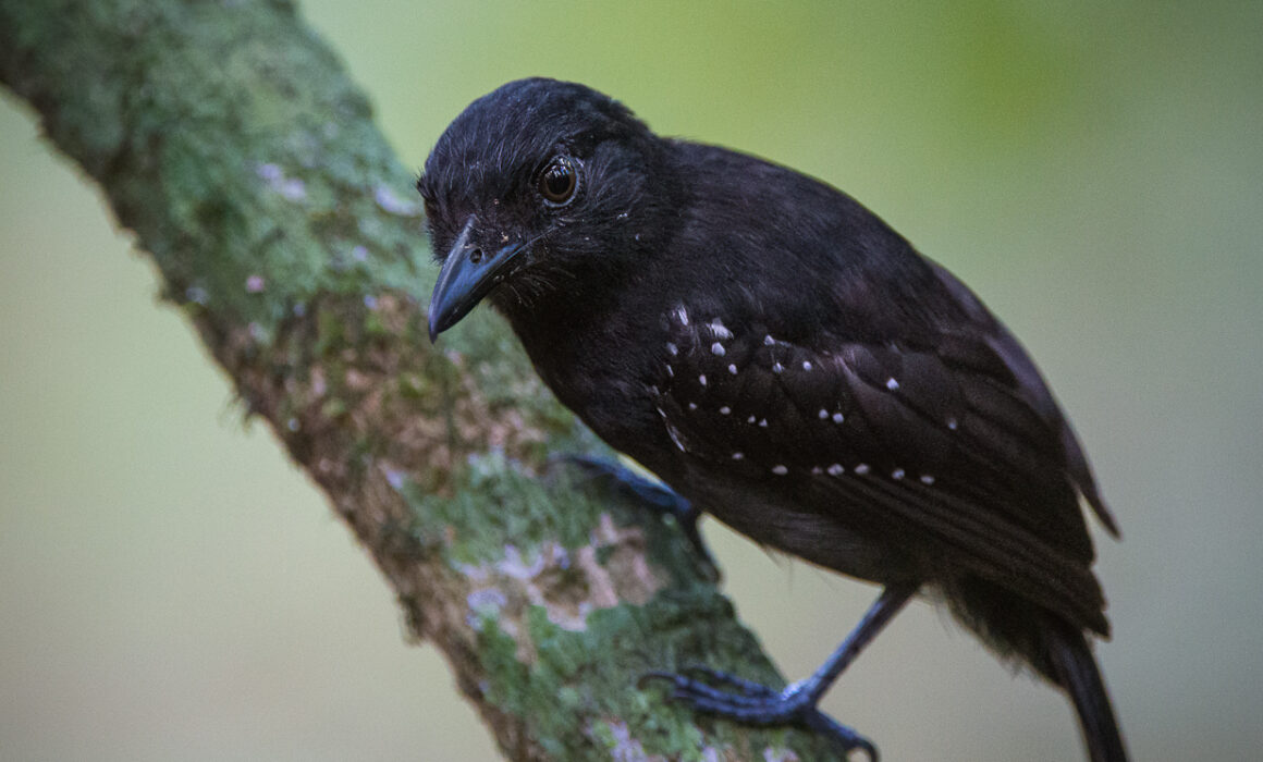 Black-Shouldered Antshrike, Costa Rica