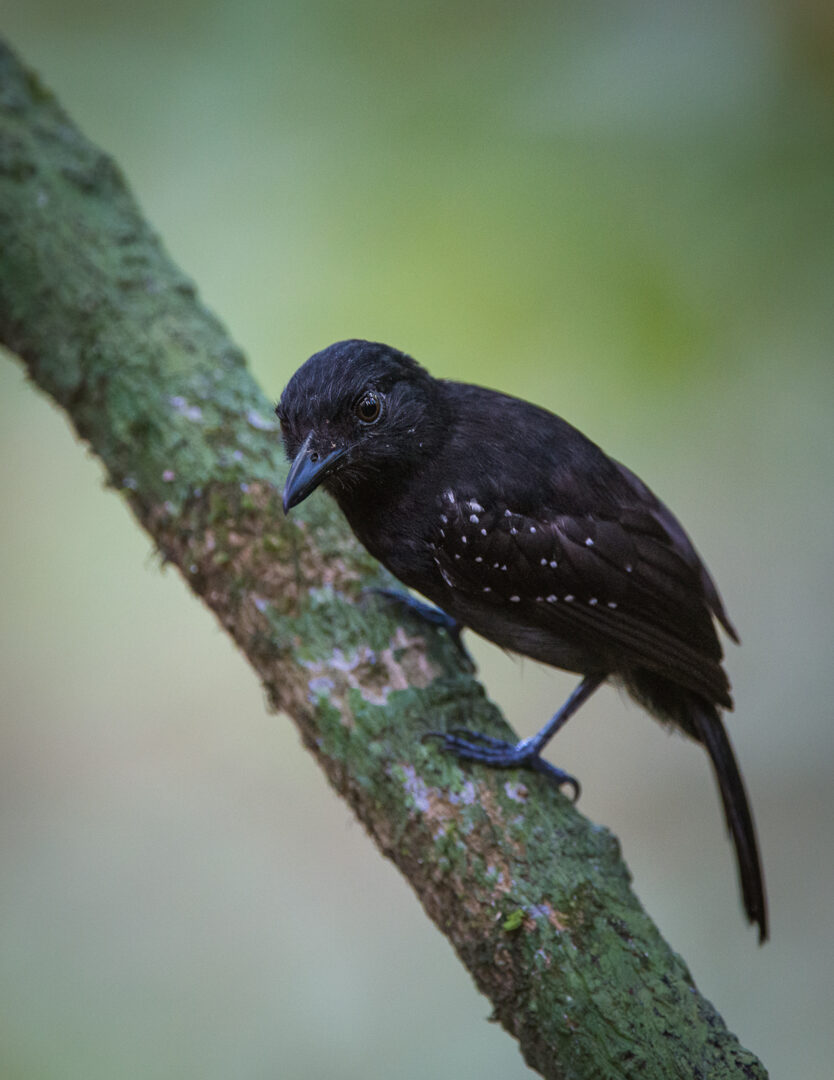 Black-Shouldered Antshrike, Costa Rica