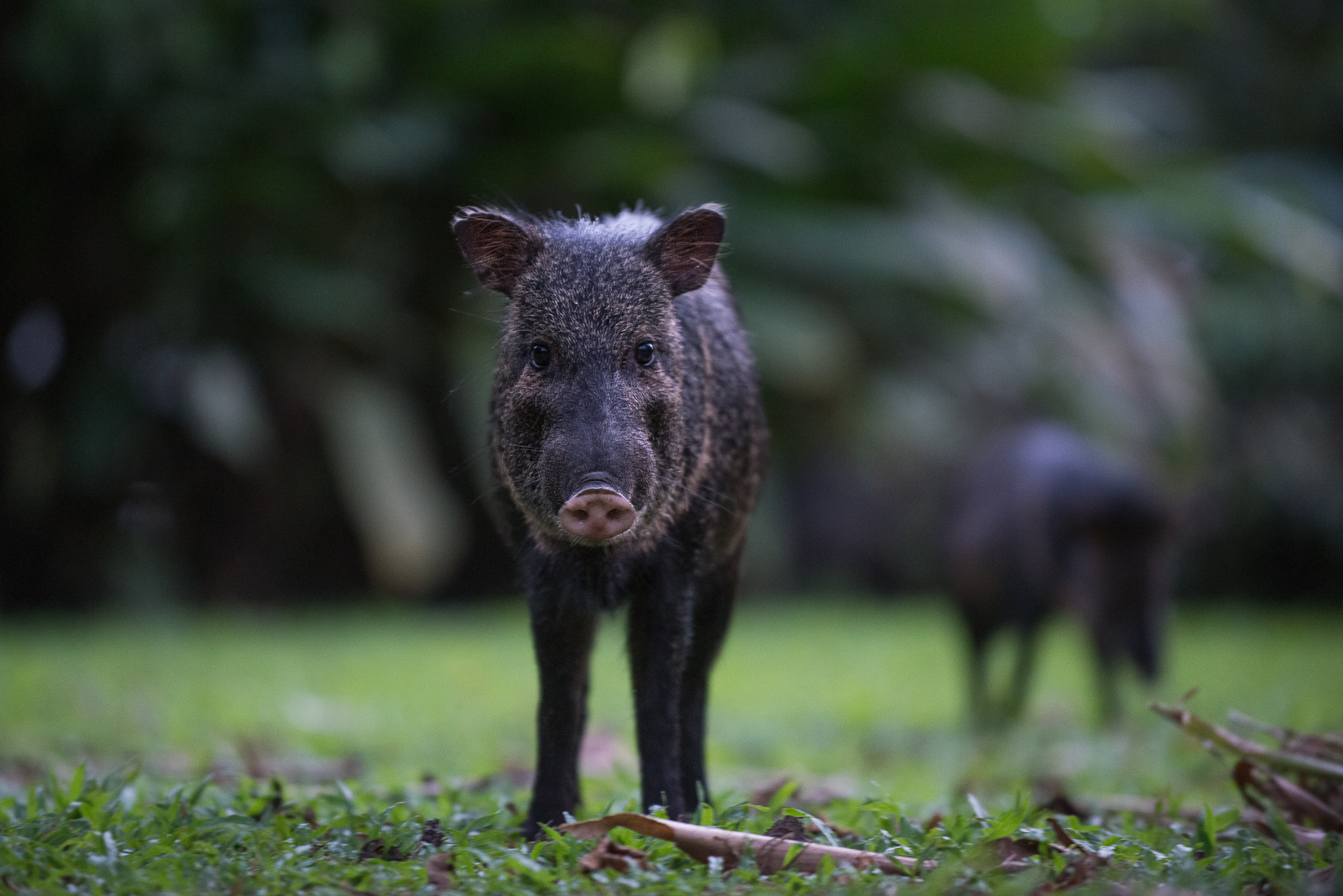 Collared Peccary, Costa Rica