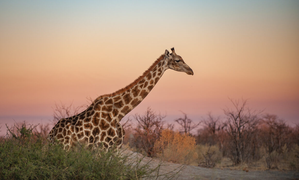 Giraffe, Botswana
