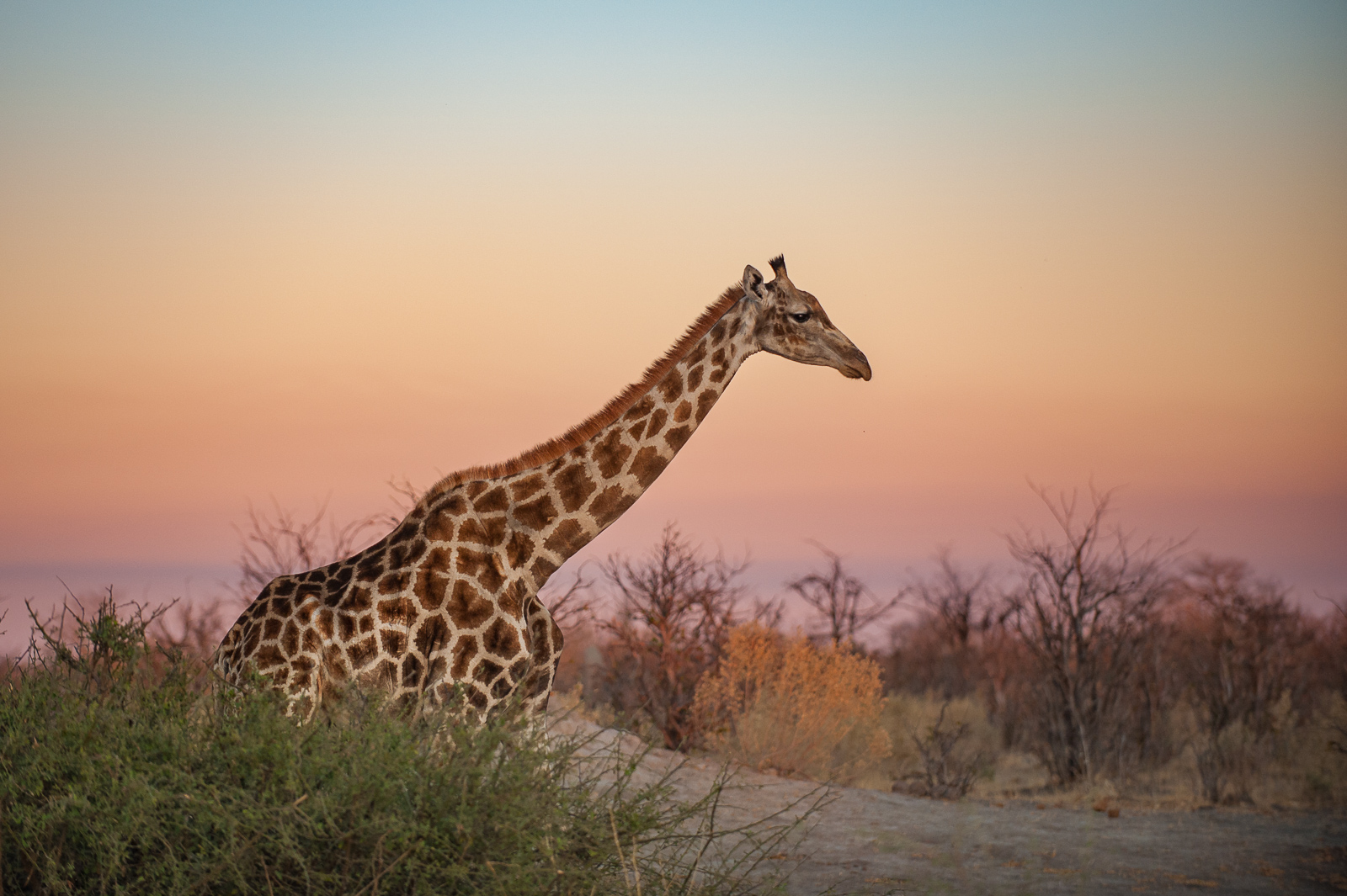 Giraffe, Botswana