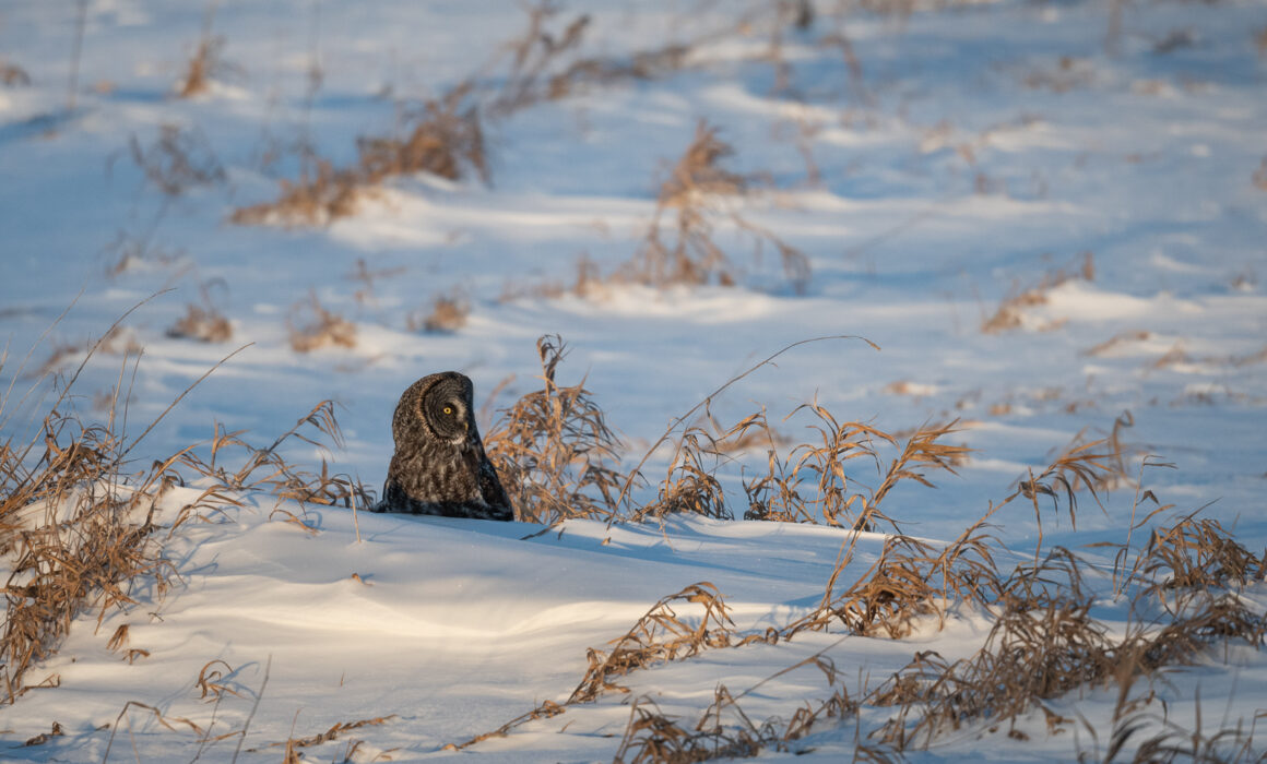 Great Gray Owl, Northern Minnesota