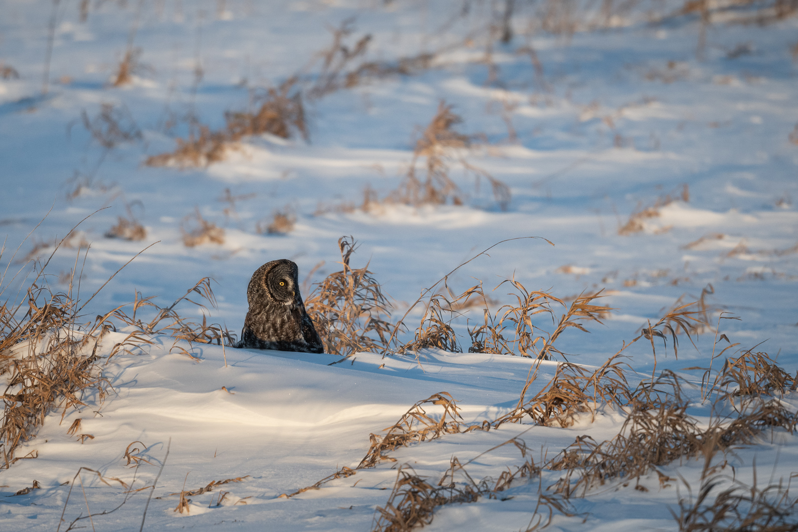 Great Gray Owl, Northern Minnesota