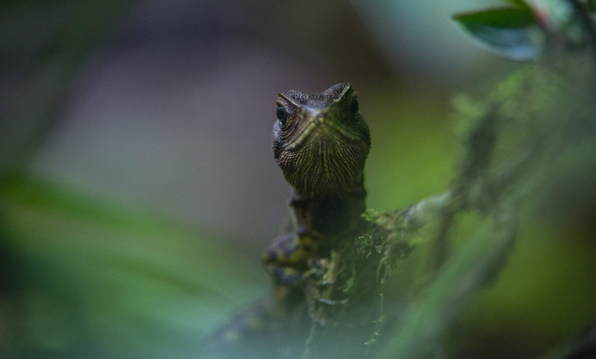 Lizard, Cloud Forest, Ecuador
