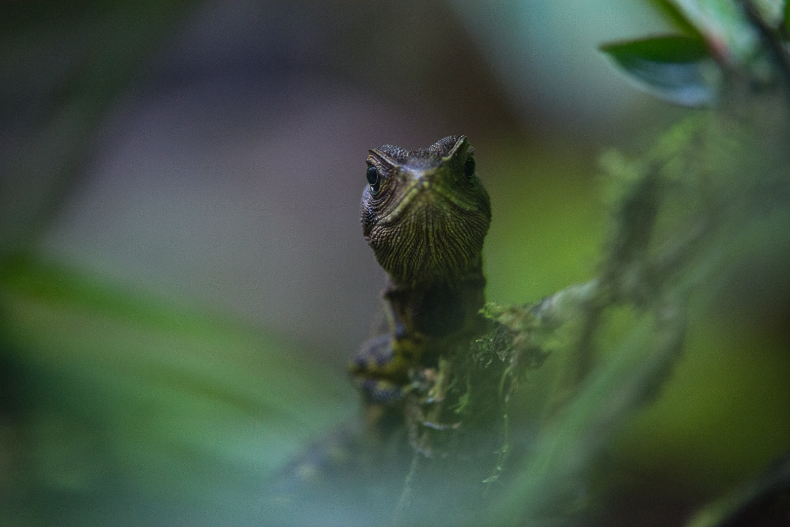 Lizard, Cloud Forest, Ecuador