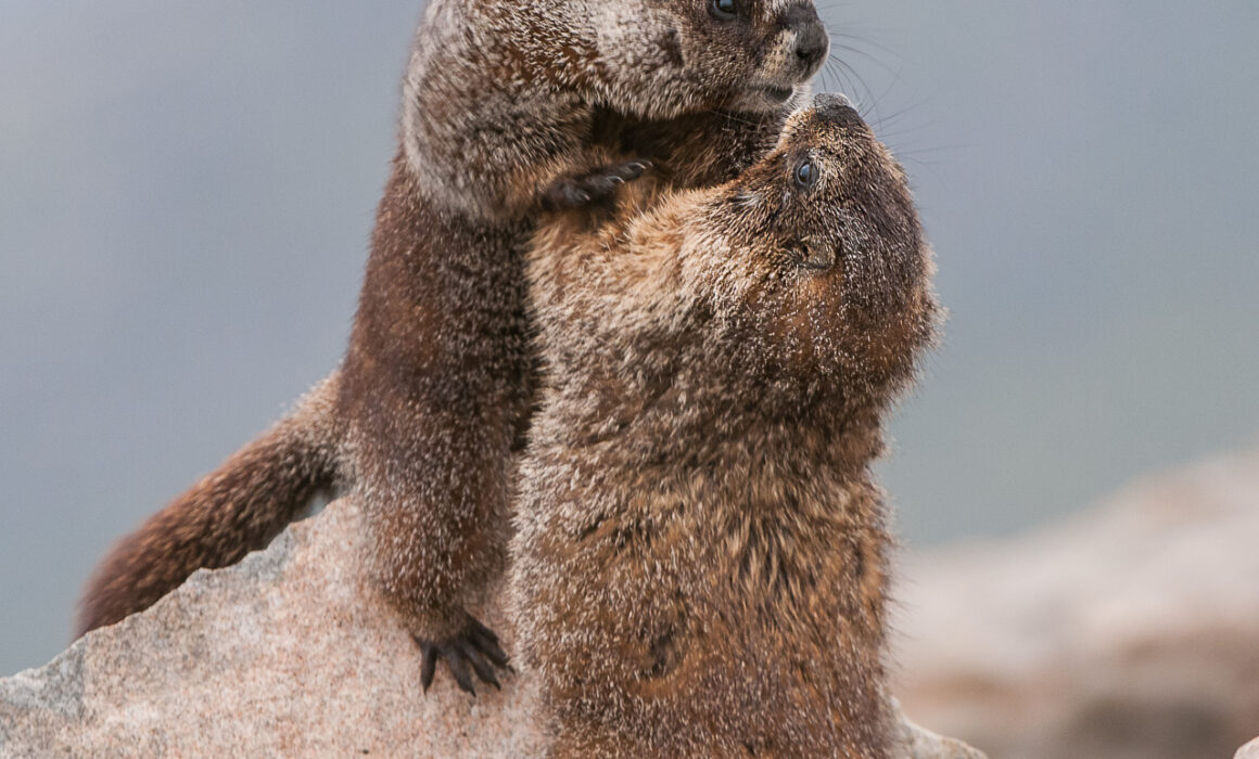 Yellow-Bellied Marmots, Mount Evans, Colorado