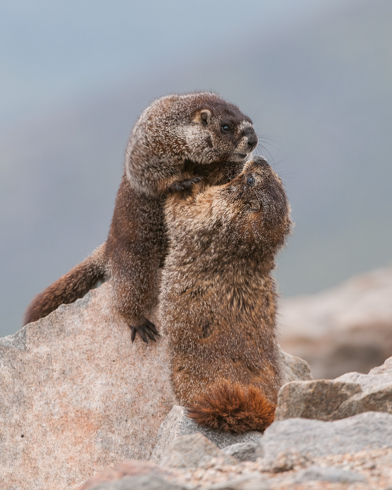 Yellow-Bellied Marmots, Mount Evans, Colorado