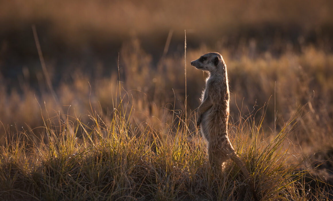 Meerkat, Kalahari Desert, Botswana