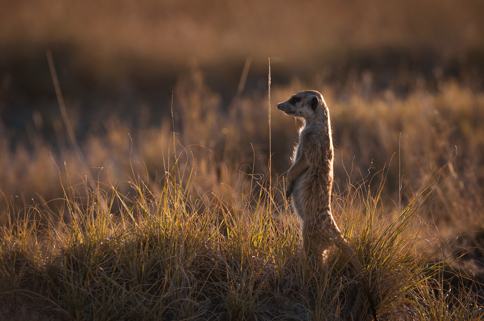 Meerkat, Kalahari Desert, Botswana