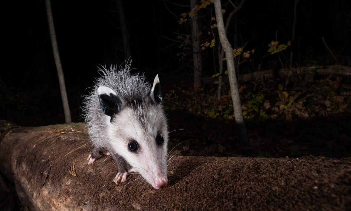 Virginia Opossum, Farmington, Connecticut