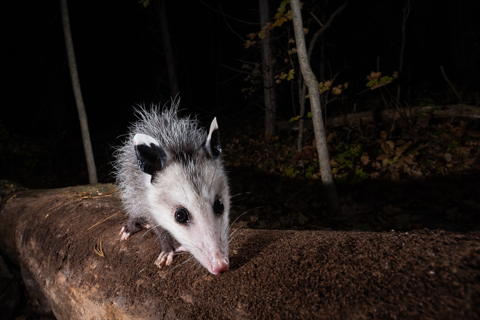 Virginia Opossum, Farmington, Connecticut
