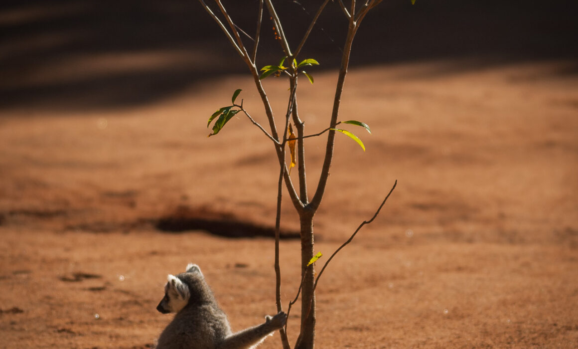 Ring-Tailed Lemur, Southern Madagascar