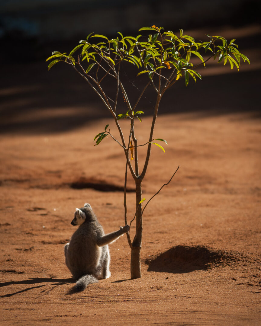Ring-Tailed Lemur, Southern Madagascar