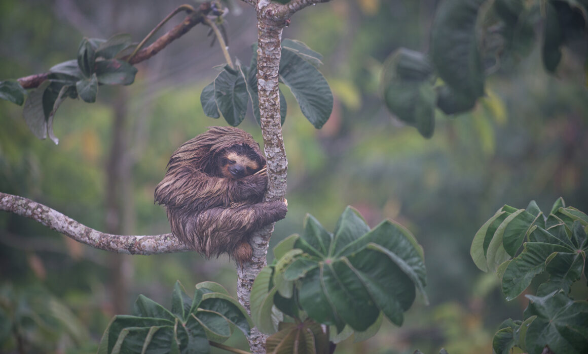 Three-Toed Sloth, Soberania National Park, Panama